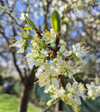 Jaro je tu! ❤️ #jaro #kvety #svestka #svestickyznasizahradky #milujujaro #ruzyne #mlsnasklenicka